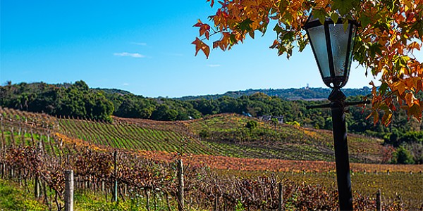 Vale dos Vinhedos